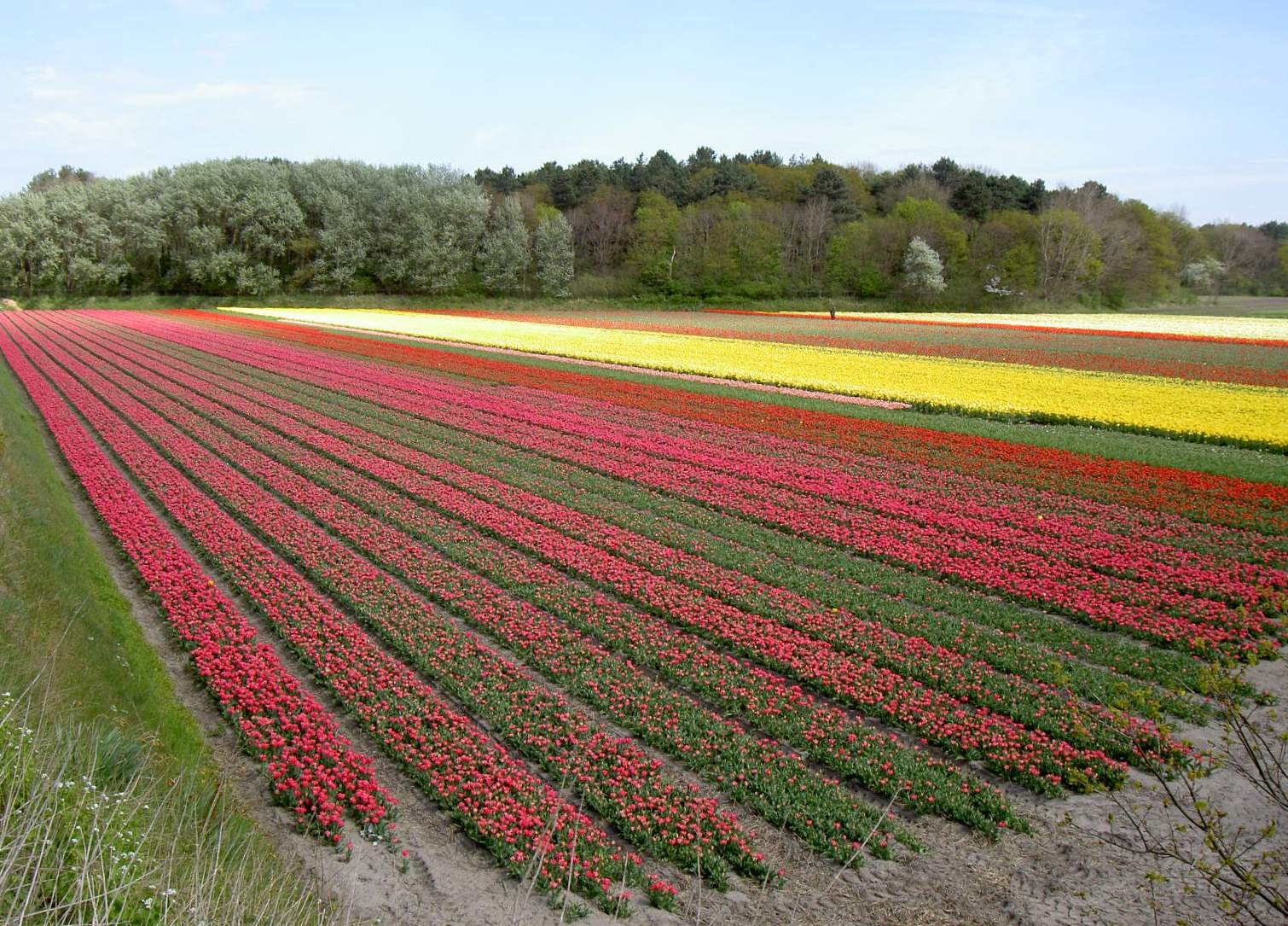 CultuurHistorisch Genootschap Duin- & Bollenstreek