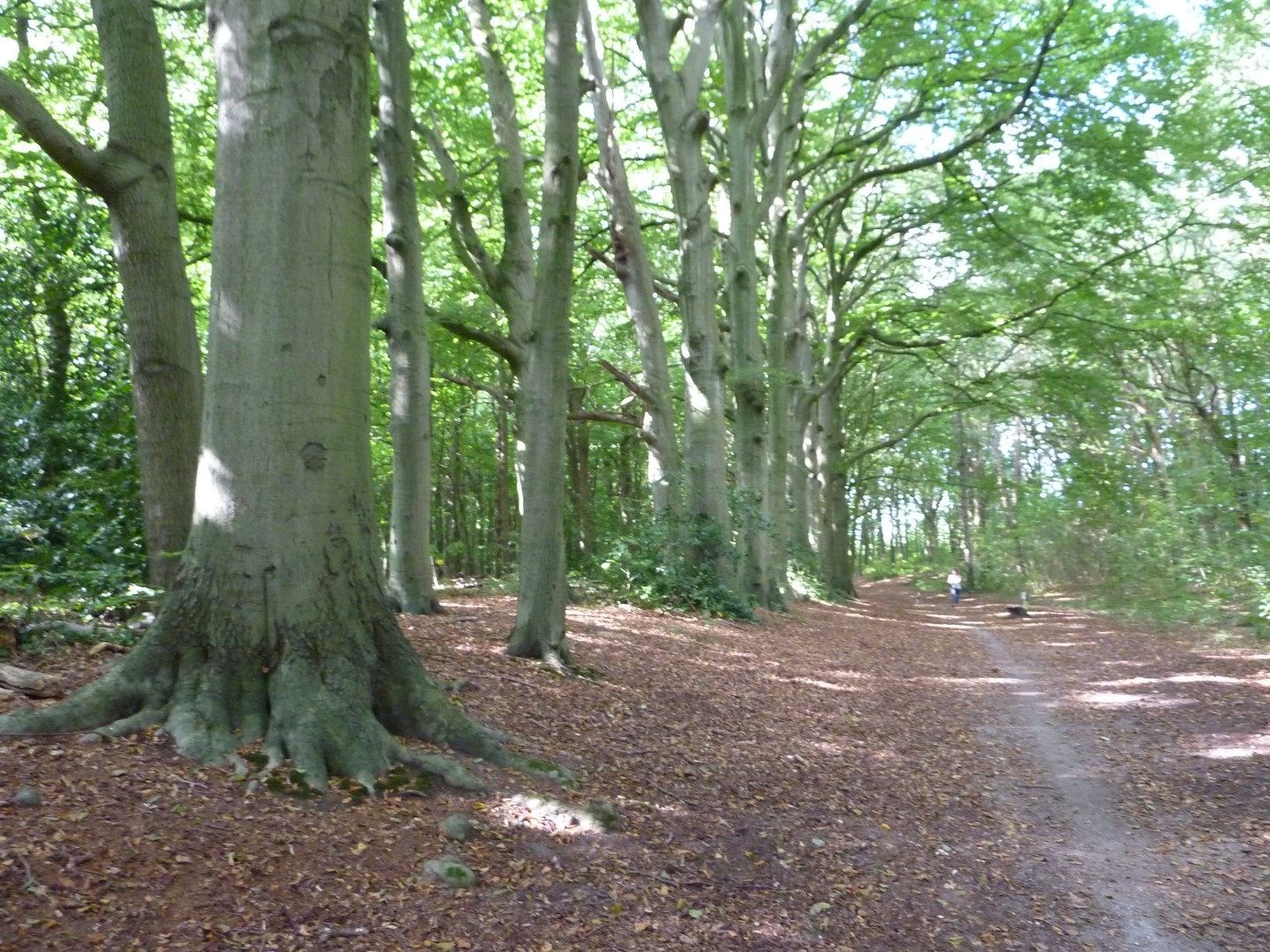 CultuurHistorisch Genootschap Duin- & Bollenstreek