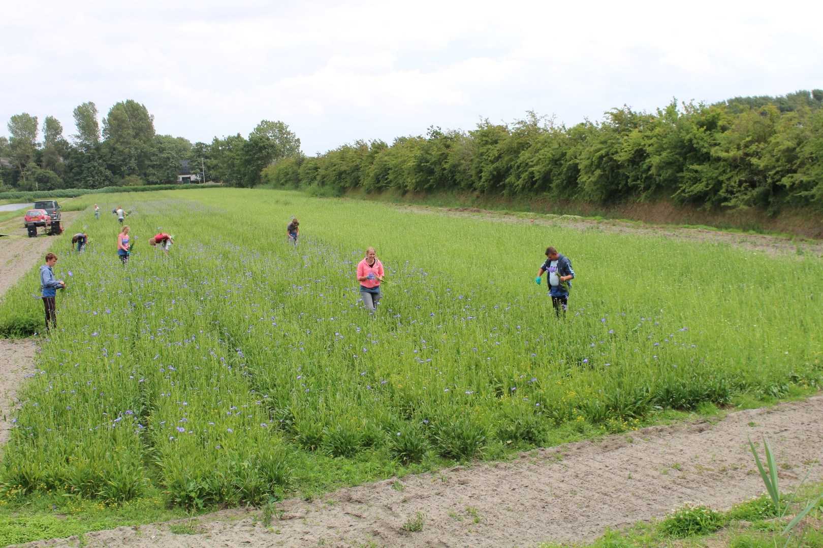 CultuurHistorisch Genootschap Duin- & Bollenstreek