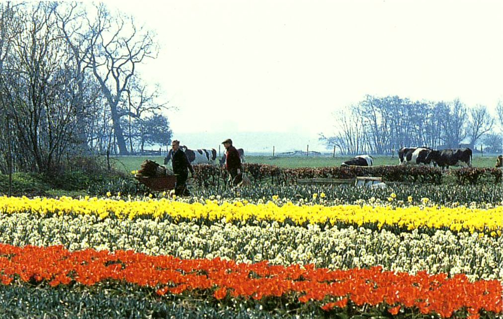 CultuurHistorisch Genootschap Duin- & Bollenstreek