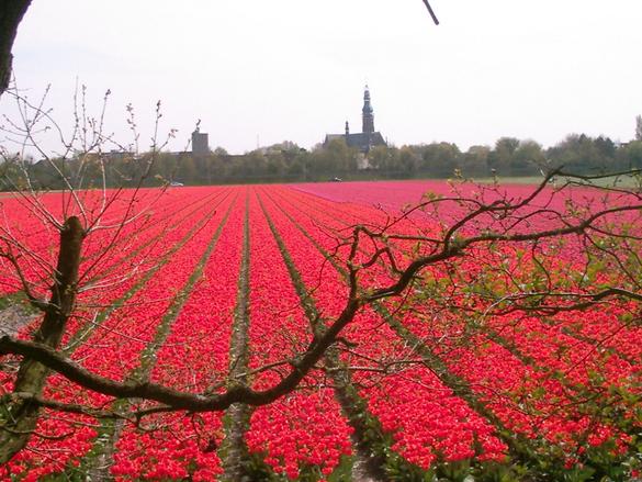 CultuurHistorisch Genootschap Duin- & Bollenstreek